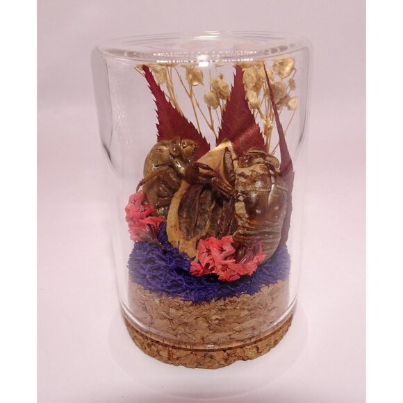 Two Cicada Skins Nut Shell & Dried Flowers Oddity Jar witchy goth taxidermy - Picture 5 of 13